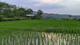 Jual tanah Sawah || 3X Panen || Air Melimpah