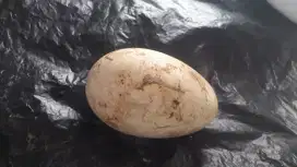 Telor Soang peliharaan