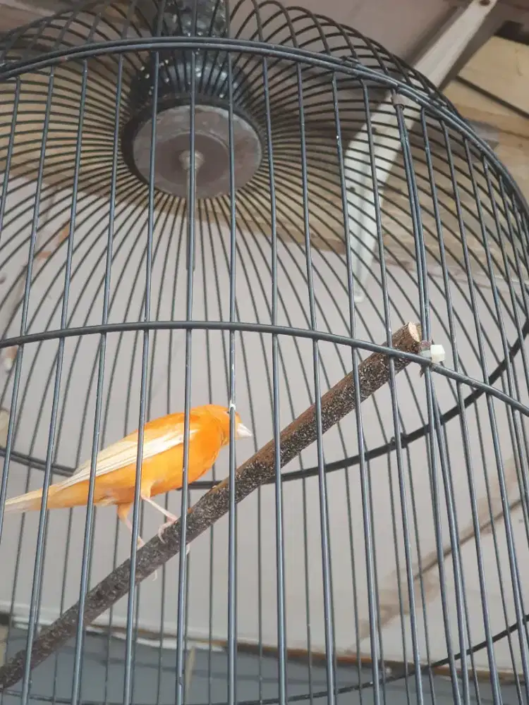Burung kenari rajin