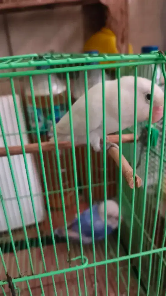 Love bird sepasang full white & blue white