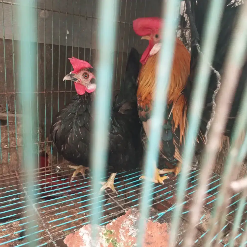 AYAM KATE SEPASANG