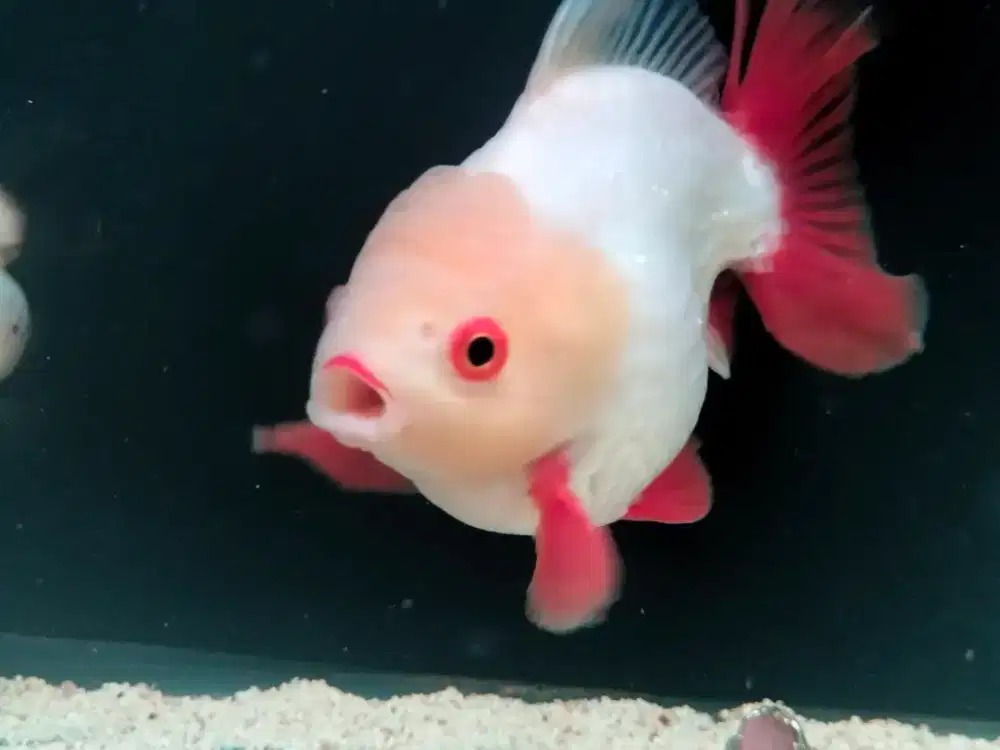 ikan mas koki jumbo
