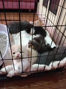 Kitten Persia peaknose mix Munchkin ns mahar 2jt nego