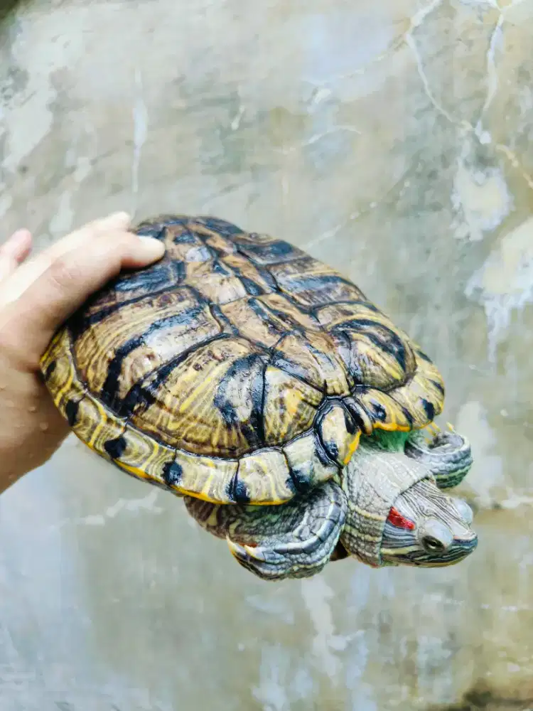 Kura2 Res X Rio 15 scute Unik Ceper