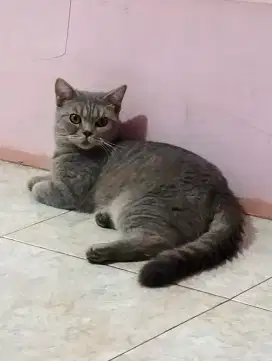 BSH betina usia 1 THN lg birahi