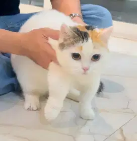 Kucing munchkin bsh british short hair british shorthair