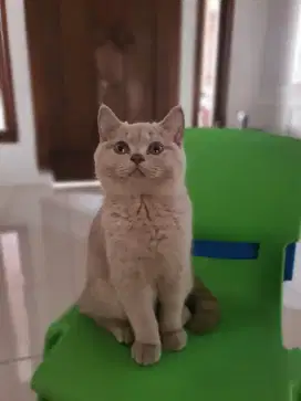 KITTEN BRITISH SHORTHAIR BETINA LILAC SUPER QUALITY