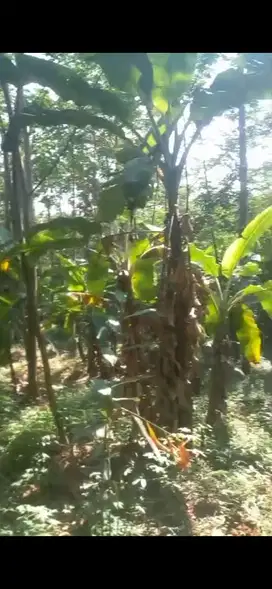 Tanah murah bonus duren sengon pisang