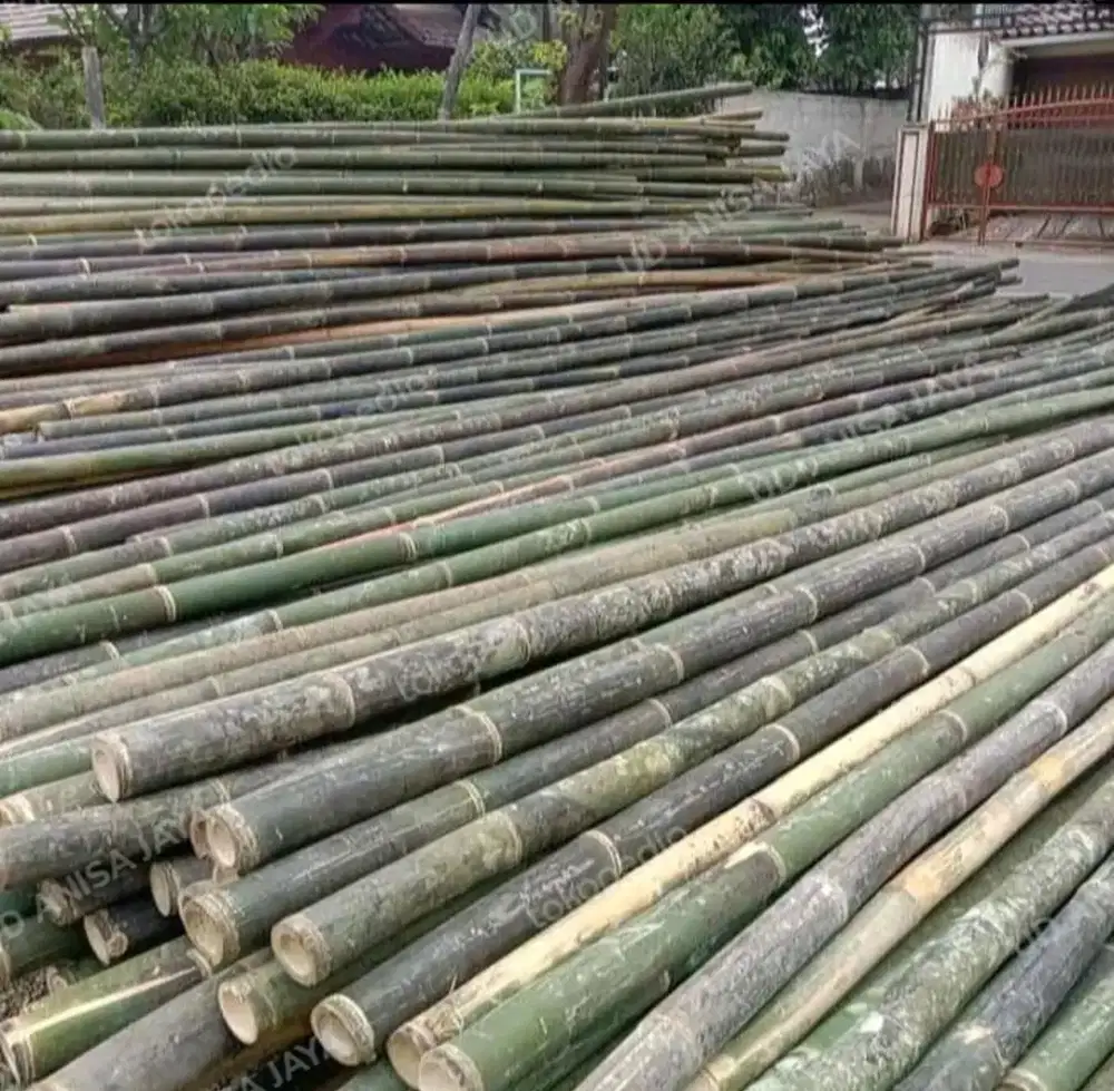 Jual bambu 6 meter
