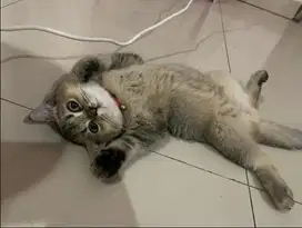 Kucing bsh betina