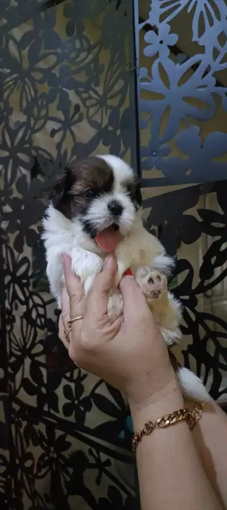 Anjing Shitzu Pure no mix ( Anak Anjing Shitzu )