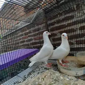 Sepasang merpati pos putih