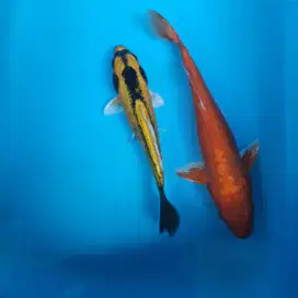 Ikan Koi Ikan Hias Koi ikan Kolam koi