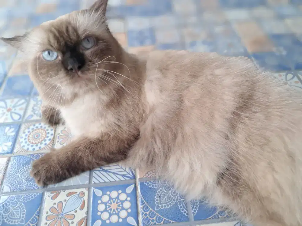 Kucing Persia Himalaya