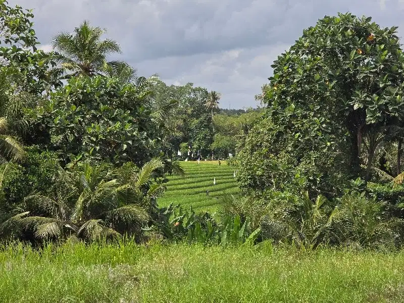 dijual tanah dengan view sawah di kelating tabanan bali
