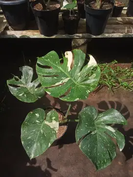 Monstera Monthai