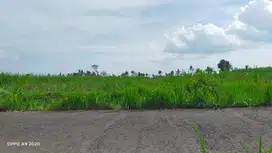 Dijual Murah Tanah Sawah Zona Kuning di Wagir