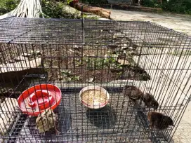 anakan ringneck pheasent