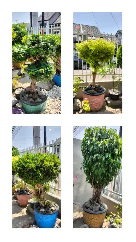 Tanaman Bonsai Cantik