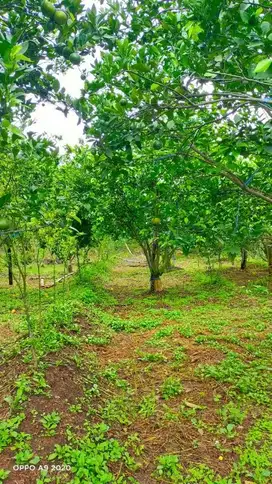 Dijual Kebun Jeruk Akses Mudah di Batu, dekat Jatim Park 3