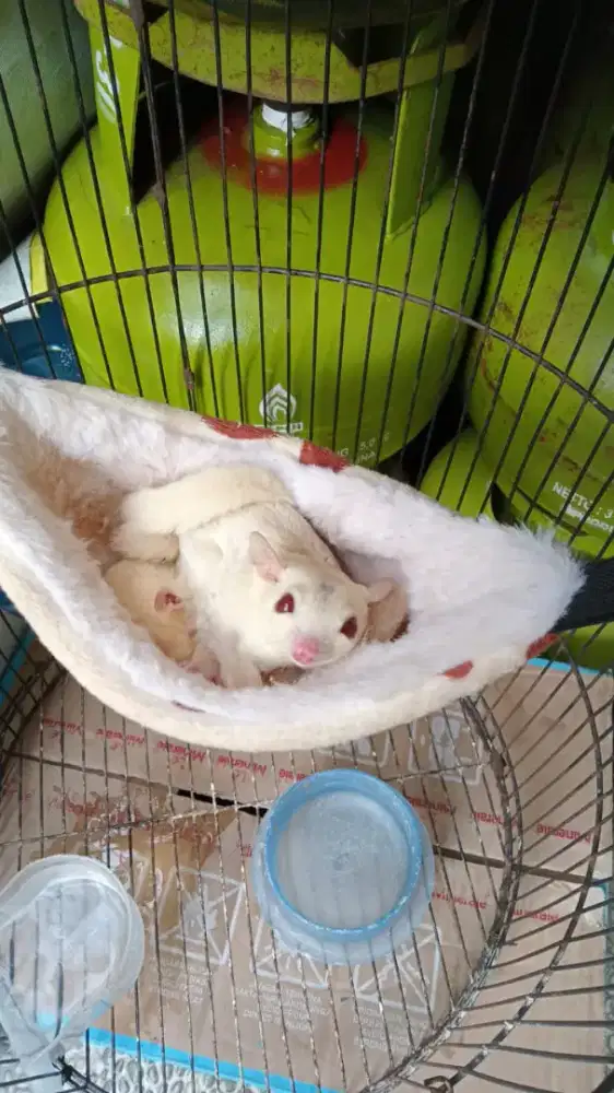 Sepasang Sugar glider albino+sugar glider leucistik
