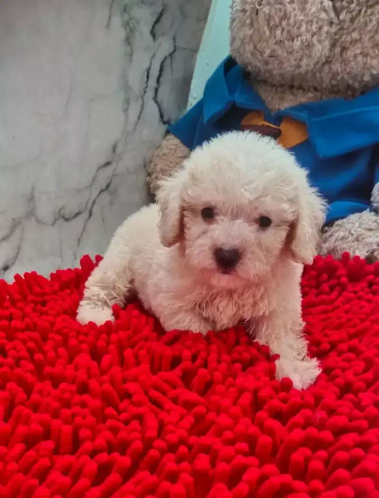 Toy Poodle Berkualitas