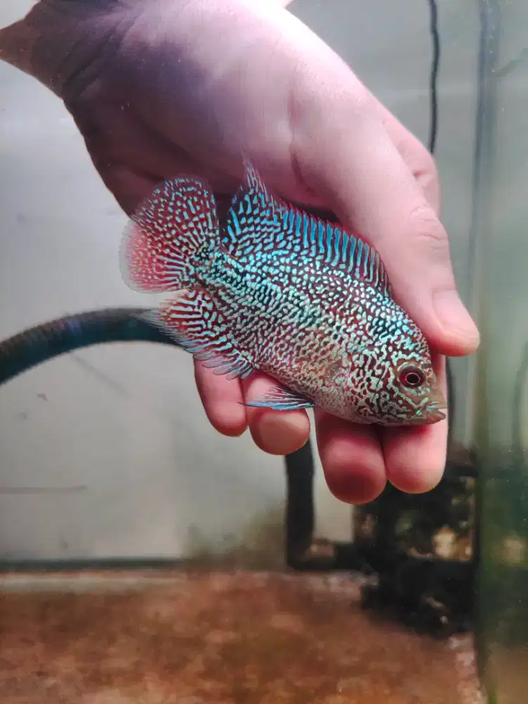 ikan louhan cencu line GB 7cm bahan progres ikan lohan cencu cilnong