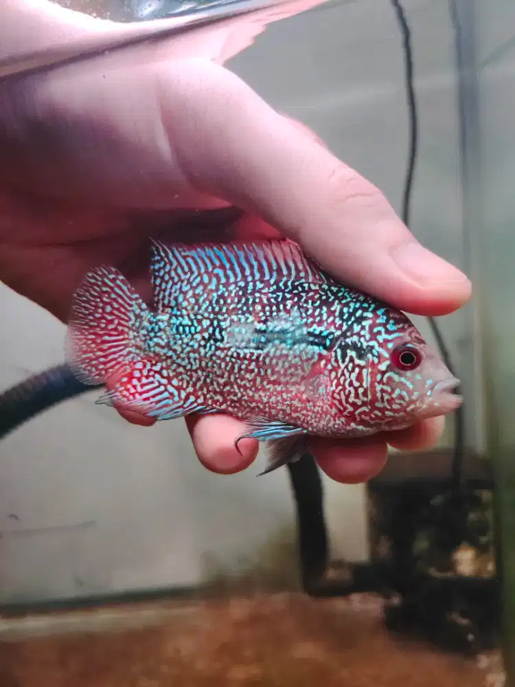 ikan louhan cencu line GB 7cm bahan progres ikan lohan cencu cilnongg