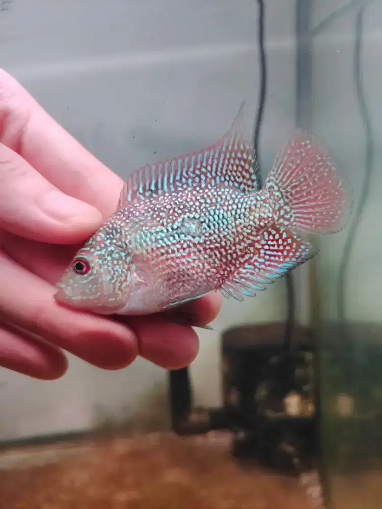 ikan louhan cencu line GB 6cm bahan progres ikan lohan cencu cilnong