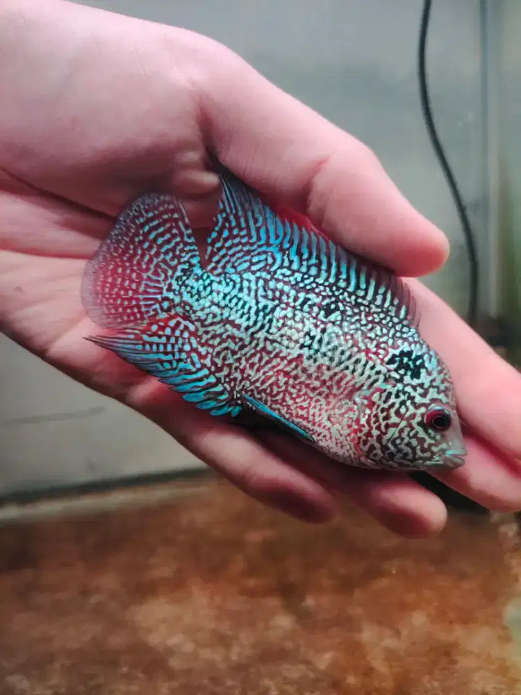 ikan louhan cencu line GB 8cm bahan progres ikan lohan cencu cilnong
