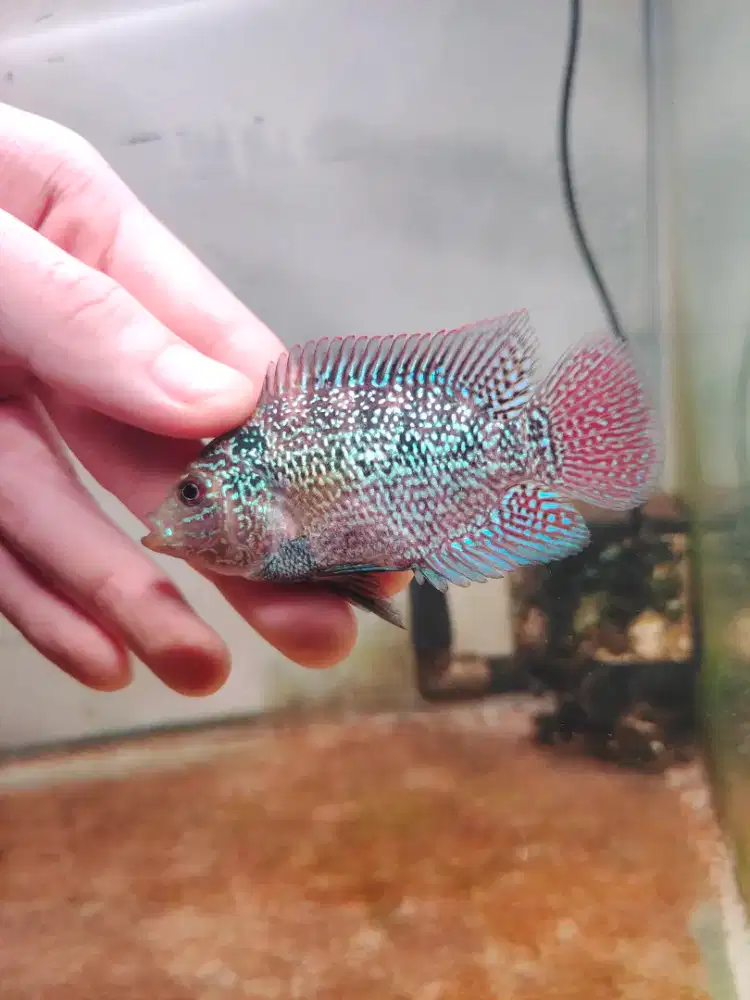 ikan louhan cencu line GB 6cm bahan progres ikan lohan cencu cilnongg