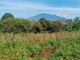 Dijual Lahan Kebun di Lemah Duhur Caringin Bogor