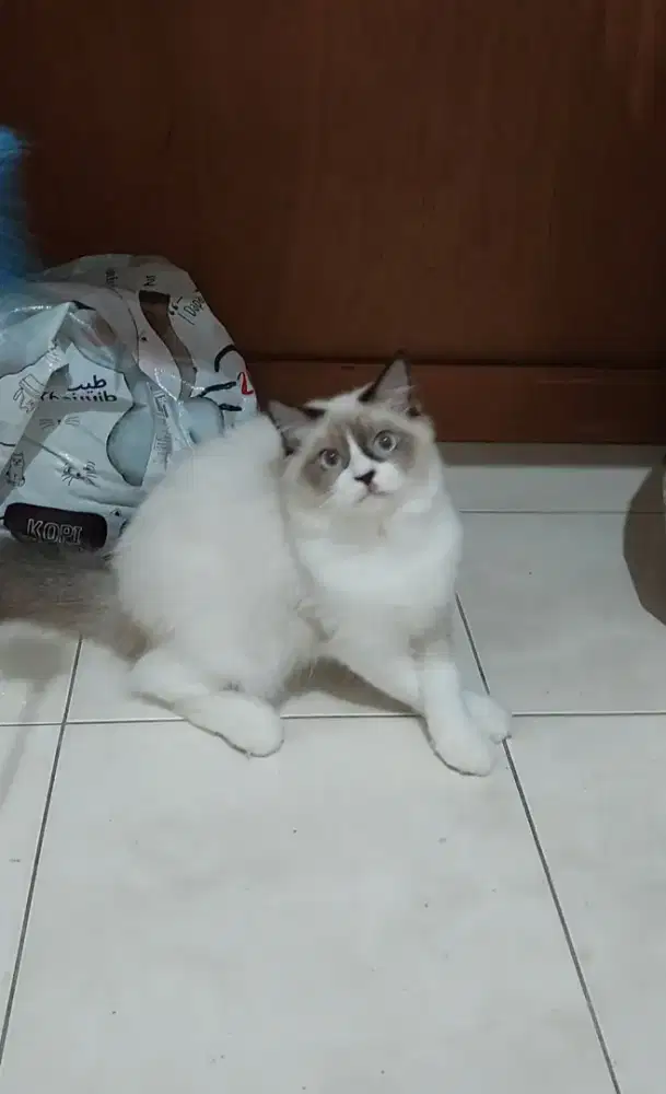 Kucing ragdoll bicolour simetris mata biru jantan 5 bulan