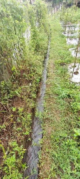 Dijual Lahan Kebun di Leuweung Larangan Pancawati Caringin Bogor