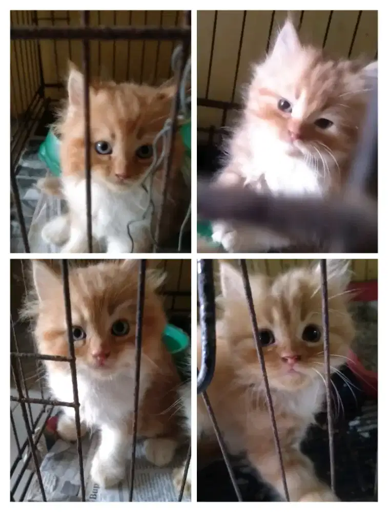 kucing persi medium
