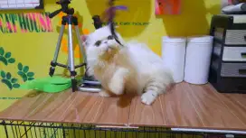 Munchkin peaknose longhair/jasa pacak munchkin peaknose longhair