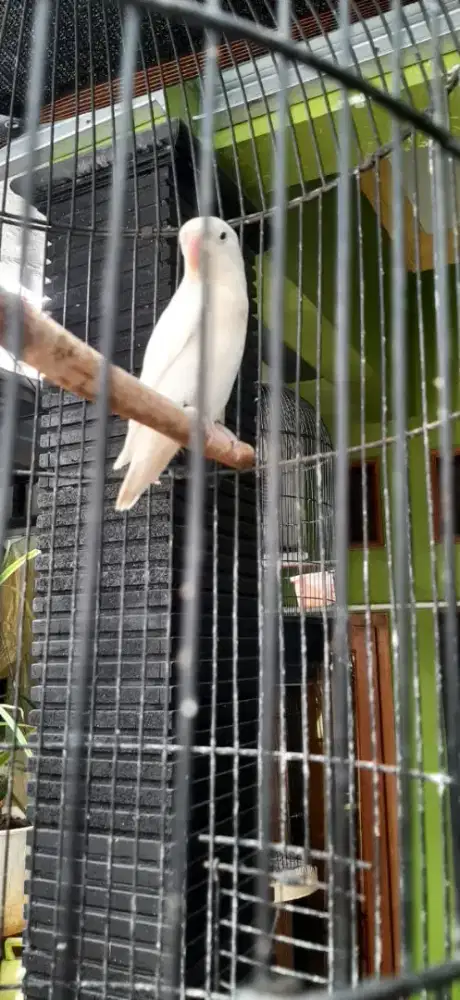 Lovebird jantan