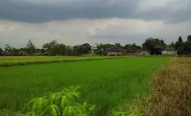 Sawah Strategis Belakang SMAN 2 Demak