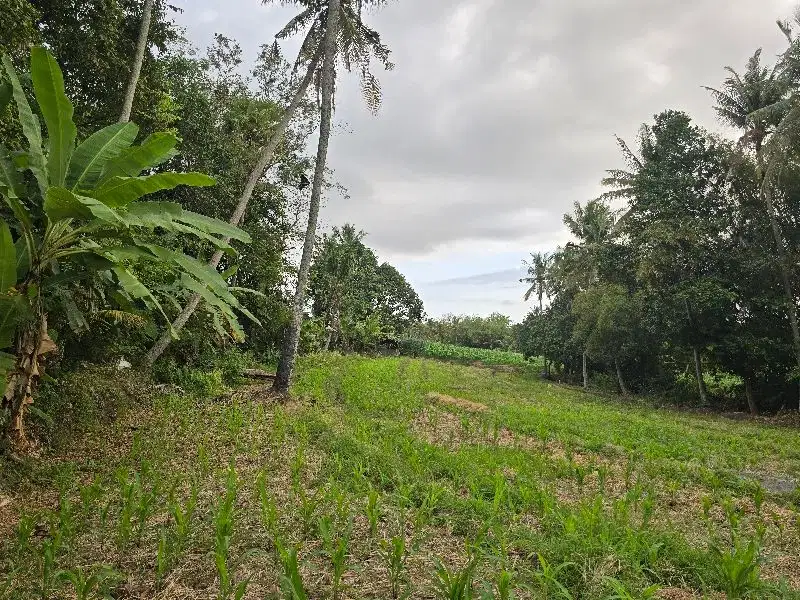 Dijual tanah kebun view sawah di tabanan bali