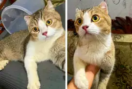 Kucing BSH Scottish fold golden Male gembul