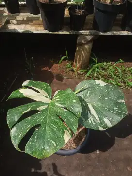 Monstera Monthai