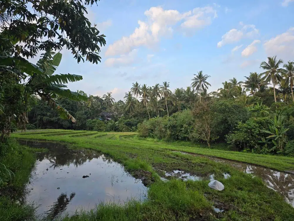 Dijual tanah kebun view sawah di bali yello zona