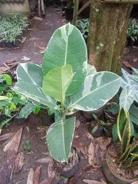 Tanaman Karet Kebo Varigata