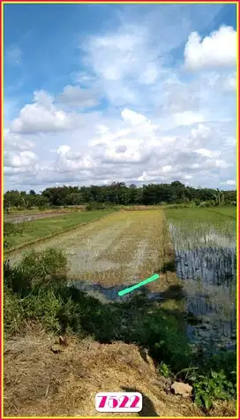Kalasan Tanah SHM di Tamanmartani Luas