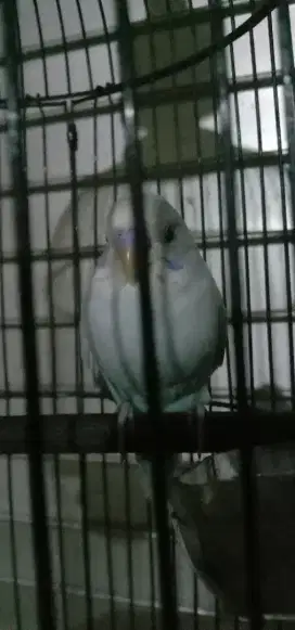 Burung parkit anakan