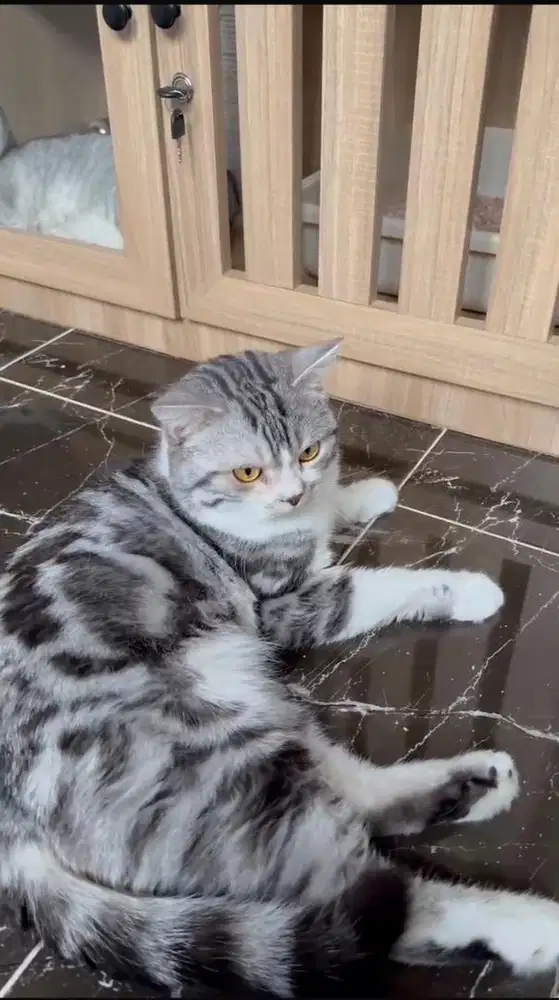 kucing Scottish straight umur 2tahun lepas adop