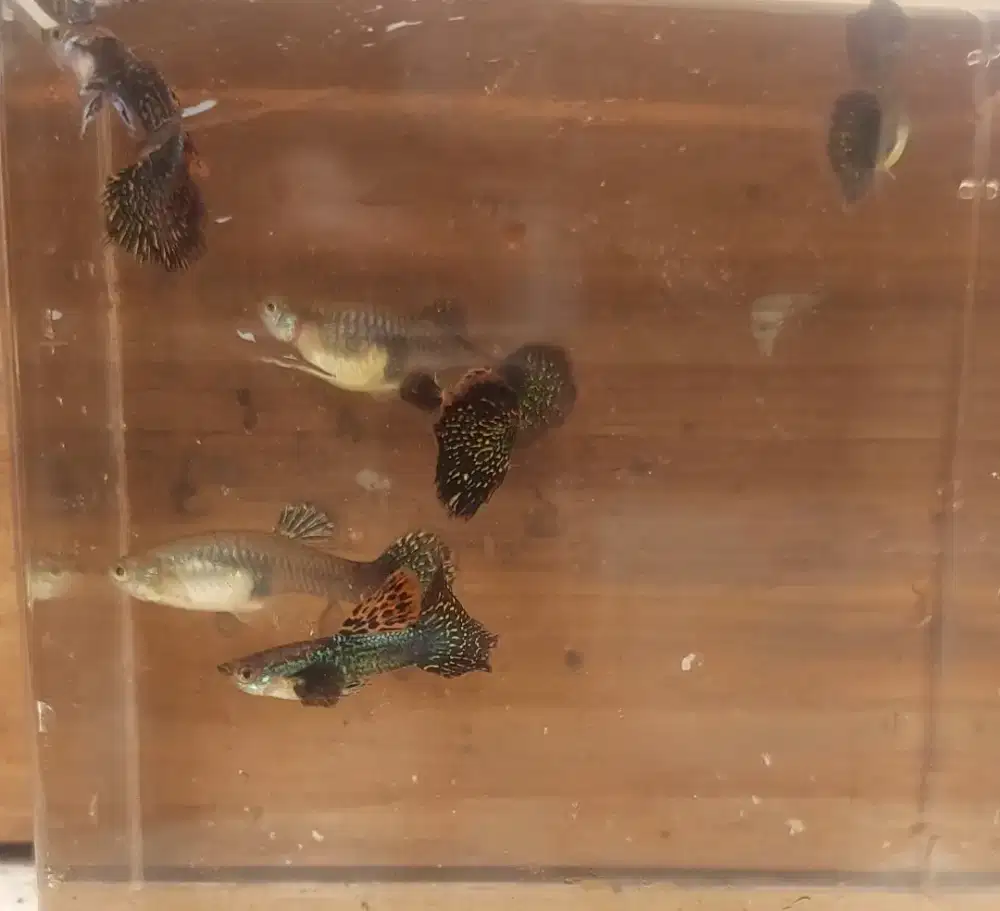 ikan guppy murah