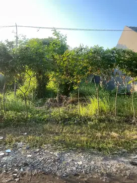 Jual tanah murah di wonorejo selatan medayu medokan wonoayu rungkut