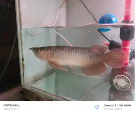 Ikan Arwana Super red
