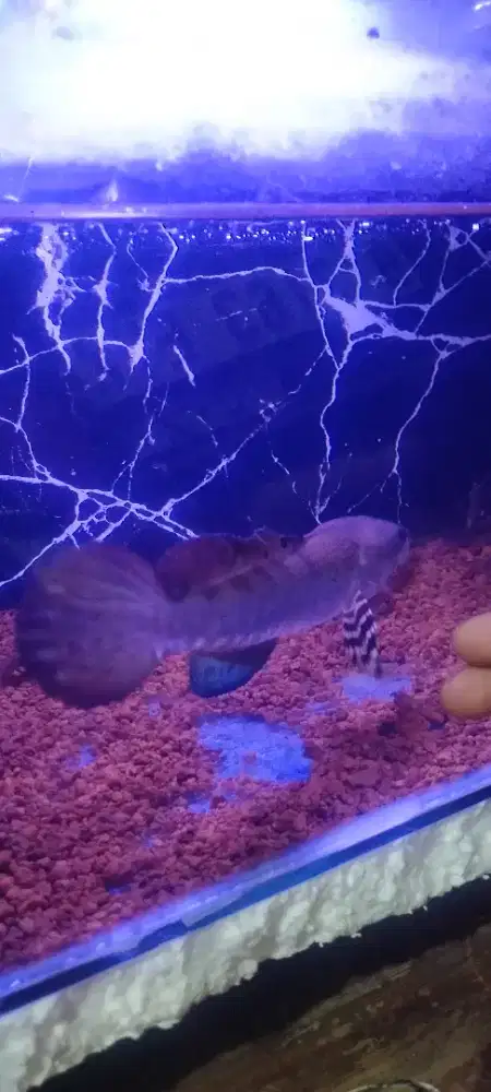 Ikan Channa blue pulcra